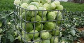 Продам озимую капусту Зенон кал.2-5кг на сумму до 50т