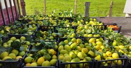 For sale, white orange blossom lemons. For anyone interested,