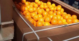 Египатска наранџа високог квалитета. Директно од произвођача. Минимална поруџбина