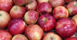 I have apples for sale. Champion, Red Prins. Gala,