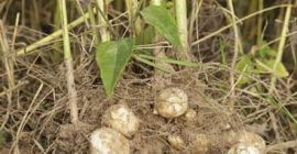 I will sell Jerusalem artichoke white, domestic, dirty. It