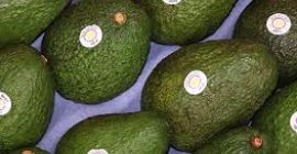 Avocados werden in 4-kg-Bruttokisten (Kartons) verpackt, wobei jede Kiste