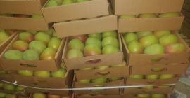Einige der kenianischen Mangosorten, die wir exportieren, sind: Apple