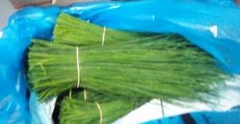 Chive plants produce long, thin, tender green leaves that