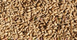 The Ukrainian company exports various types of grain. We