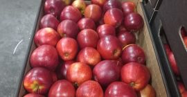 We offer for sale apples of Idared, Jonaprince, Golden,