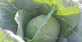 We have white cabbage for sale. Market heads 1-4
