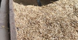 Good quality autumn oat triticale and rye for sale