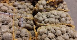Vendo patate rosse bellarosa, spesse, circa 10 tonnellate Confezionate