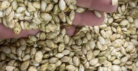 I will sell pumpkin seeds / kabaca. Packed in