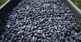 We have for sale frozen organic Kamchatka berry from