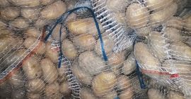 I will sell Catania potatoes. Packed in bags of