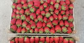 Diese Erdbeeren werden im Freiland angebaut und kommen Ende