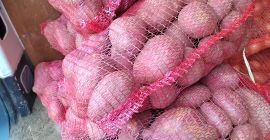 Potatoes in sacks of 10 kilos, 60 dinars...