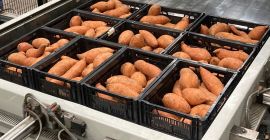 Sweet potatoes with the Dutch planet-proof quality mark. We