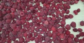 I am selling raspberries of the Vilamet variety from