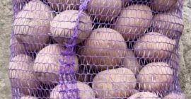Das ukrainische Unternehmen verkauft Kartoffeln, es gibt ein großes