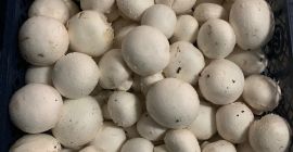 Ich werde weiße Pilze in 3/4-kg-Käfigen verkaufen. Schöner, frischer