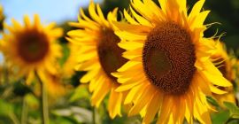 Venderò semi di girasole da forno. Base di fornitura: