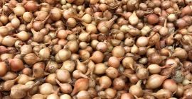 Hello I have Sturon Stuttgarter Karmen onions for sale