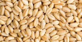 We can supply you with good quality wheat Specifications: