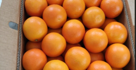 Hochwertige ägyptische Orange. Direkt vom Hersteller. Mindestbestellmenge 22,5 T.