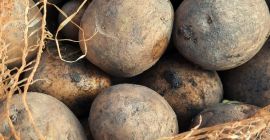 Gala and Red Lady edible potatoes packed in 12