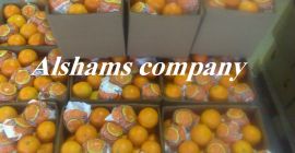 Offriamo arance fresche con le seguenti specifiche: Arancio Navel: