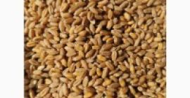 We will sell wheat in large batches of 2,