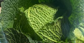 Савойская капуста на продажу У меня есть грузовики Товар
