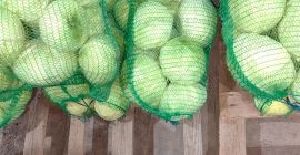 I will sell cabbage Gintama F1 For processing, frispiac