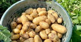 Verkaufe festkochende Speisekartoffeln (Krone) Bei Interesse gerne schreiben.