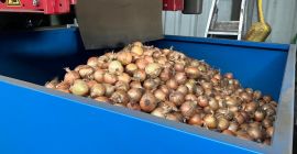Salve, ho delle cipolle gialle in vendita nei Paesi