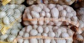 Картофи за продажба, сорт Bellarosa, Jurek, Satina Годни за