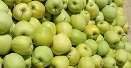 I will establish cooperation with the recipient of apples