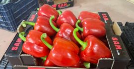 ardei California, Capia, Chile, Bianca export direct din Turcia.