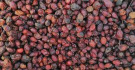 I am selling rosehip fruit, rosehip husk, rosehip seeds,
