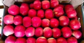 I WILL SELL LARGE QUANTITIES OF APPLES VARIETIES RED