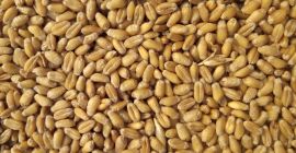 82 тоне млинске пшенице на продају у Мађарској. Не