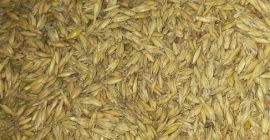 Il resto del grano dalla coltivazione domestica. 400 kg