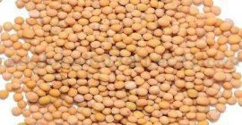 We are a company experts of exports mustard (black,