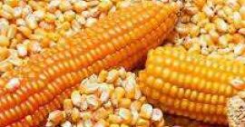 Yellow Corn Yellow Corn/Maize Specification: Commodity Name - Yellow