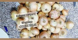 we are alshams company for exporting all agricultural crops