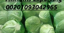 Iceberg Lettuce: Iceberg Lettuce : - Origin : Egypt