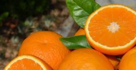 Ökologische Orangen von den Balearen direkt vom Bauern. +34