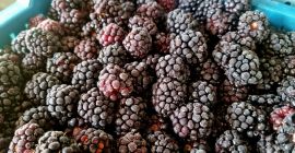 I will sell frozen blackberries. Country of origin Poland.