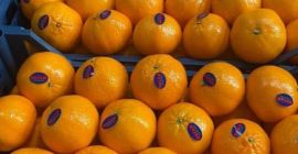 Frische Mandarine (Murcotte) aus Ägypten, bereit für den Export