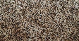 Hántolatlan tönköly biofarmról. A minősített tönköly a legegészségesebb gabonafajta.