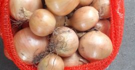 I buy a nice healthy onion, 4.5+, truck quantities,