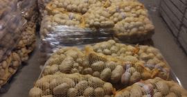 Vendo patate rosse bellarosa 45+ pulite senza fune Sacco